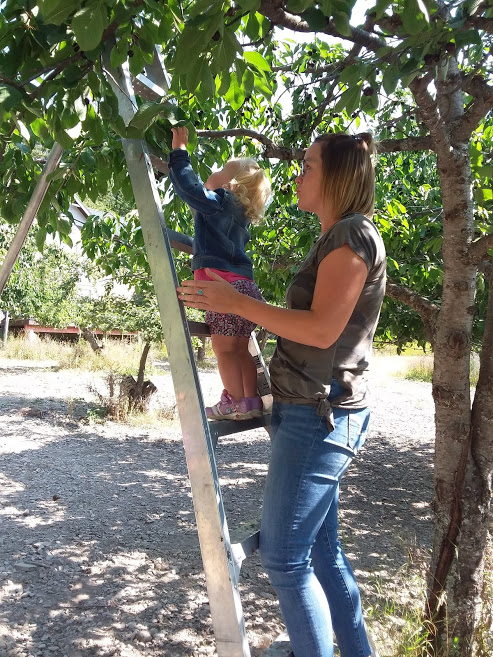 A woman stands behind a ladder, holding onto a young girl who is standing on the ladder to pick cherries from a cherry tree.