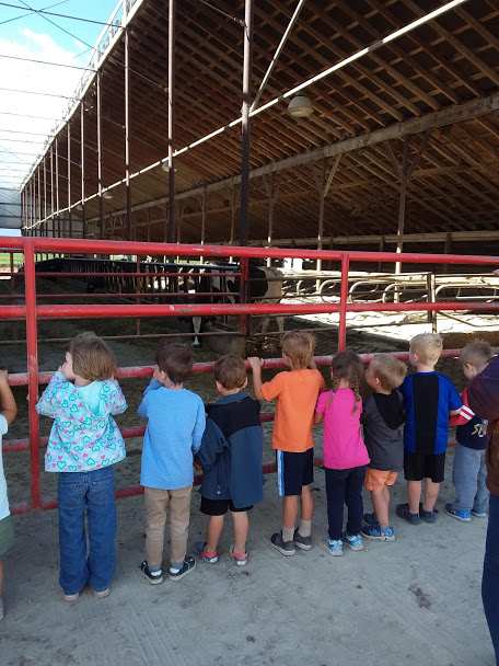 Preschool-age children stand at a red ranch gate, looking at a covered paddock containing dairy cows.